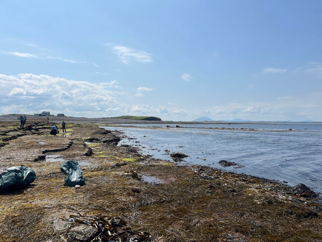 Sustainable Harvesting of Irish Sea Moss