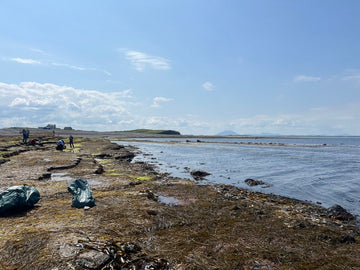 Sustainable Harvesting of Irish Sea Moss